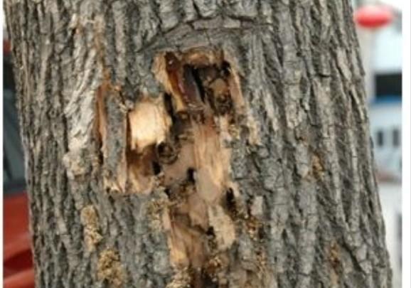 石榴树身上有虫洞用什么药去治