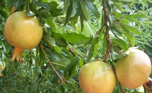 石榴树身上有虫洞用什么药去治