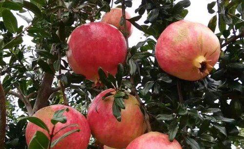 石榴树身上有虫洞用什么药去治