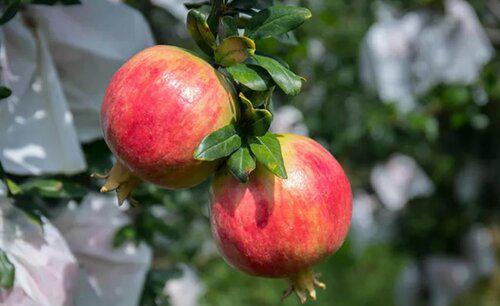 石榴树身上有虫洞用什么药去治