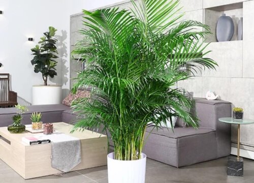 怎么养殖凤尾竹才能枝繁叶茂轻松爆盆