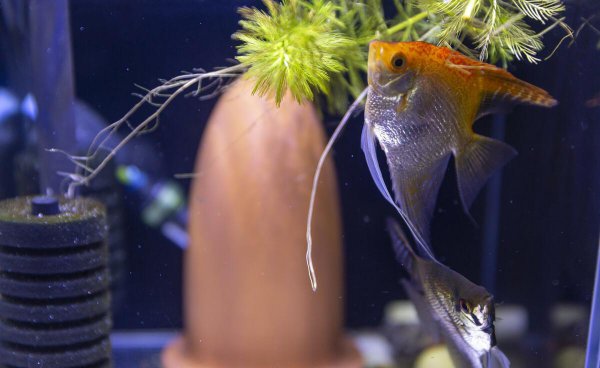 鱼缸水很清但有腥味怎么处理好