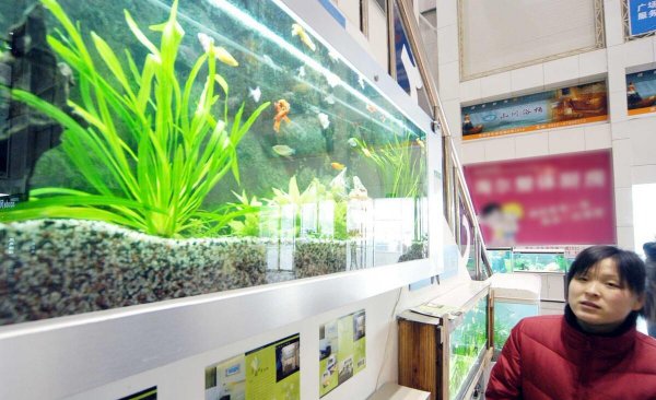 鱼缸水很清但有腥味怎么处理好