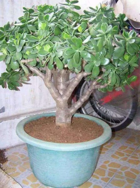 玉树掉叶子一碰就掉怎么补救