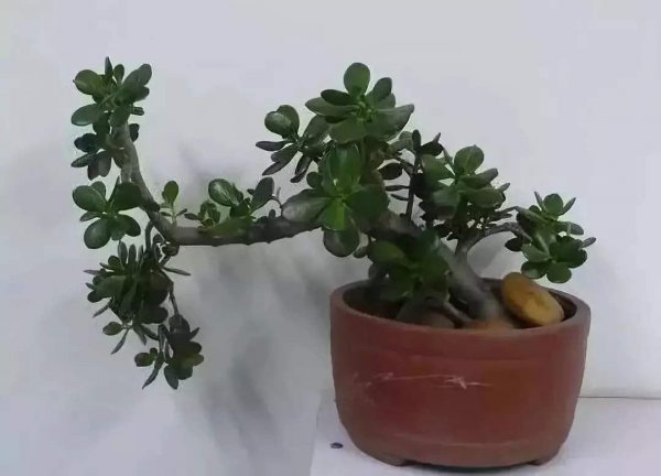 玉树掉叶子一碰就掉怎么补救