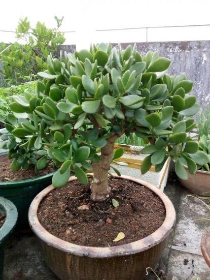 玉树掉叶子一碰就掉怎么补救