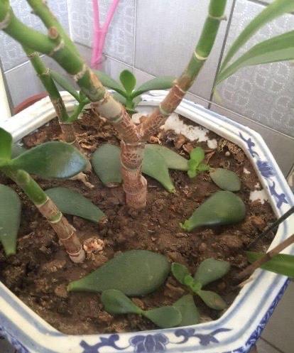 玉树掉叶子一碰就掉怎么补救