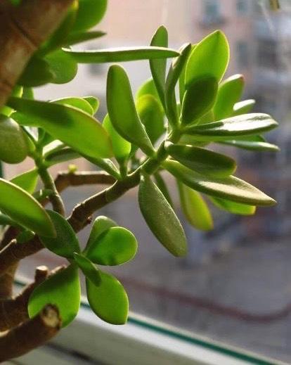 玉树掉叶子一碰就掉怎么补救