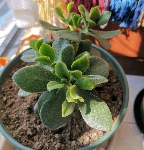 玉树掉叶子一碰就掉怎么补救