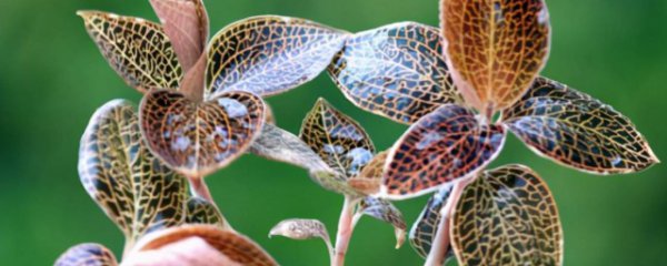 人工种植金线莲方法