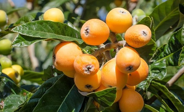 台州特产有哪些土特产