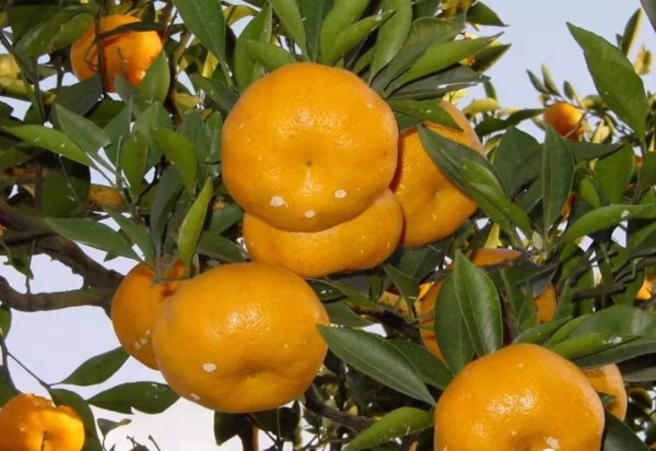 台州特产有哪些土特产