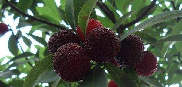 台州特产有哪些土特产