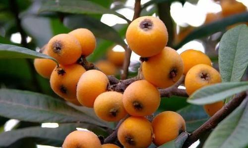 台州特产有哪些土特产