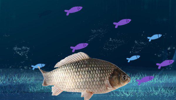 新手第一次怎么钓鱼相关技巧