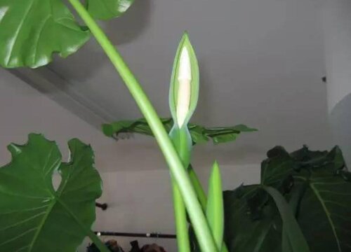 滴水观音黄叶是怎么回事