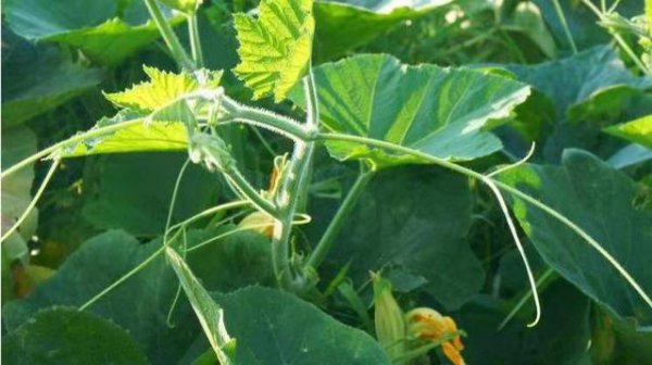 南瓜什么时候种植最合适