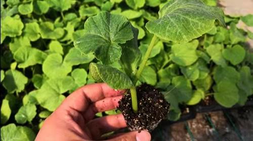 南瓜什么时候种植最合适