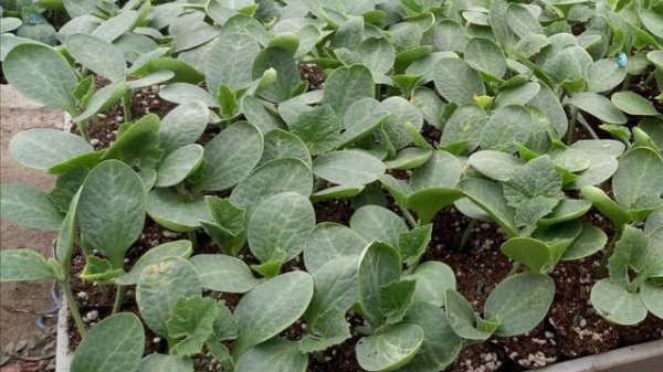 南瓜什么时候种植最合适