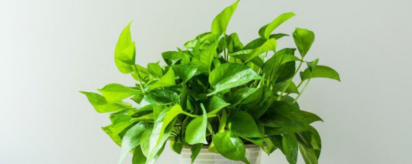 西北角放什么可聚财