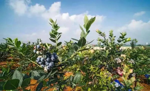蓝莓产地主要在哪个省