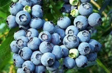 蓝莓产地主要在哪个省