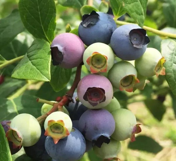 蓝莓产地主要在哪个省