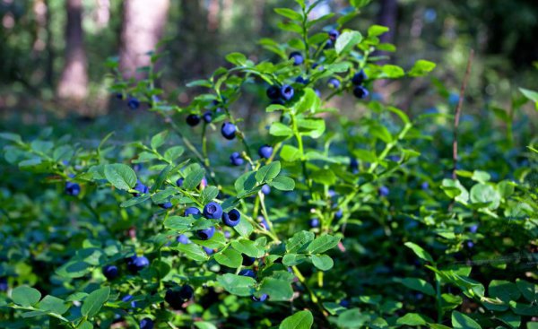 蓝莓产地主要在哪个省
