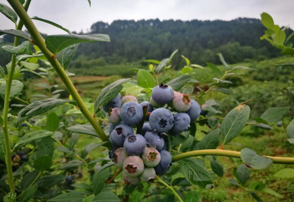蓝莓产地主要在哪个省