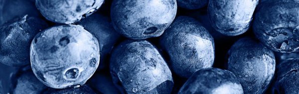 蓝莓产地主要在哪个省