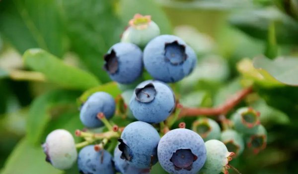 蓝莓产地主要在哪个省