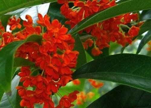 桂花在什么季节开放