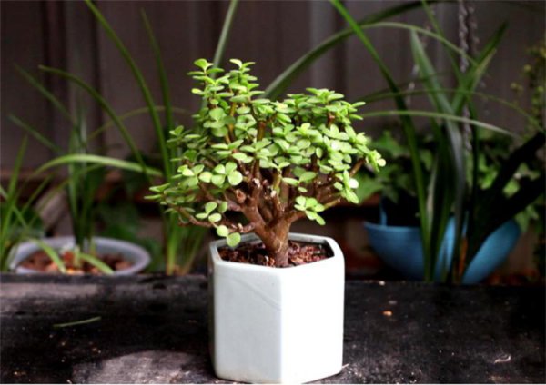 金枝玉叶怎么修剪造型才能好看