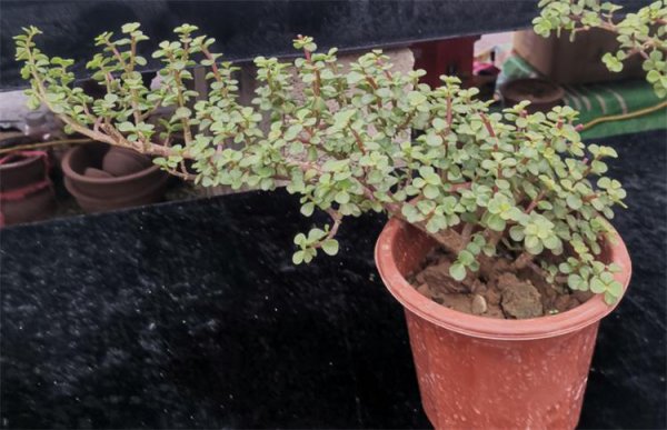 金枝玉叶怎么修剪造型才能好看