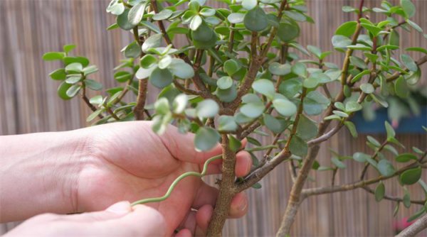 金枝玉叶怎么修剪造型才能好看