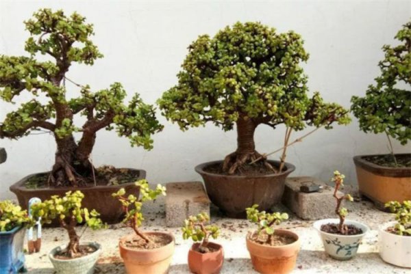 金枝玉叶怎么修剪造型才能好看