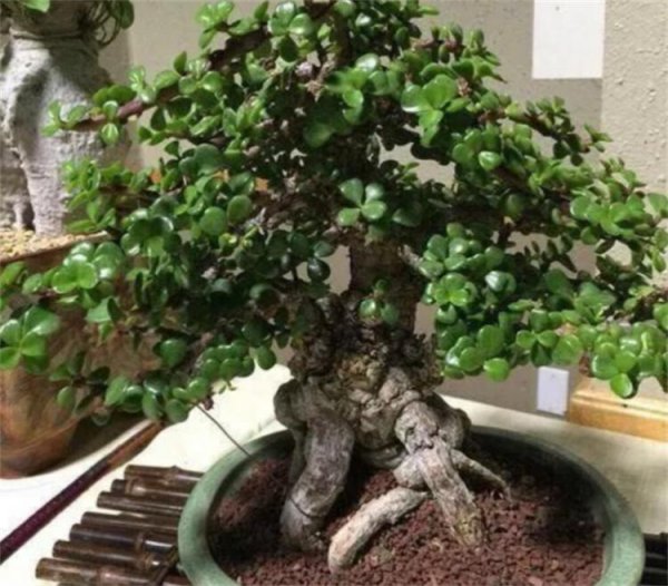 金枝玉叶怎么修剪造型才能好看