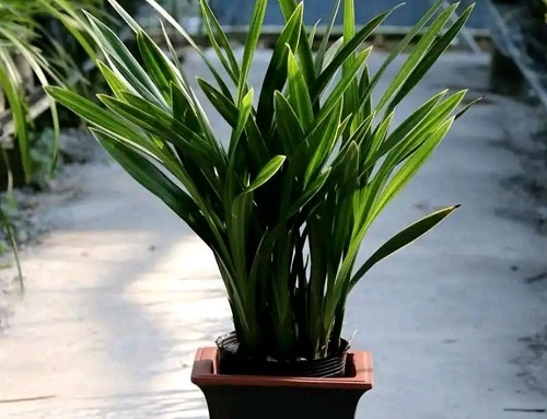 墨兰如何养护才能让它开花