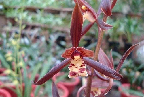 墨兰如何养护才能让它开花