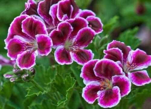 蝴蝶梅一年开几次花