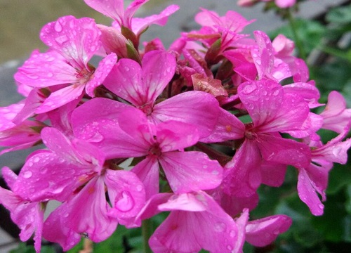 蝴蝶梅一年开几次花