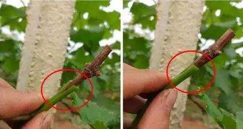 葡萄可嫁接到什么树上最适宜