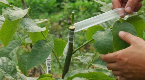 葡萄可嫁接到什么树上最适宜