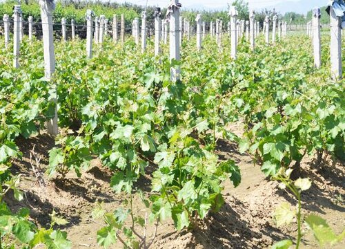 葡萄可嫁接到什么树上最适宜