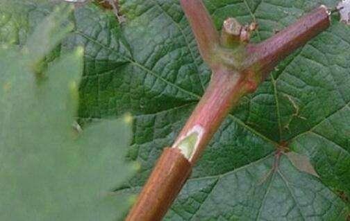 葡萄可嫁接到什么树上最适宜