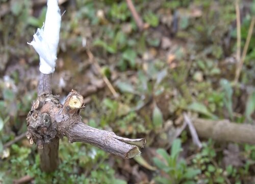 葡萄嫁接方法