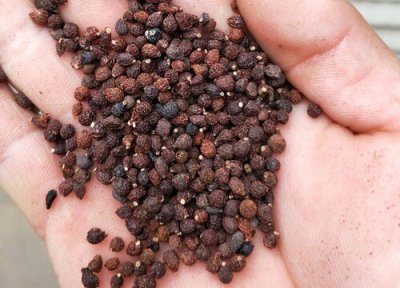 兰花怎么移栽 兰花种子怎么种植方法