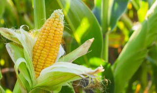 怎样挑选优质高产玉米 怎样能挑选出优质高产的玉米