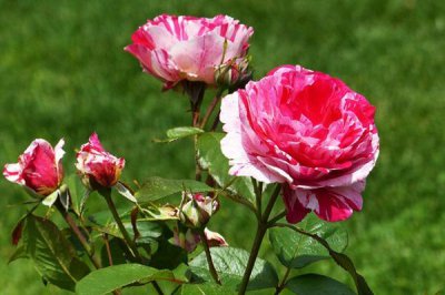 说愁月季优点 说愁月季的优缺点