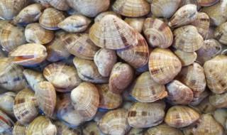 如何挑选蚶子 蚶子怎么选购